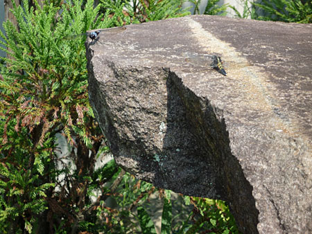 ���₻����Ă̏H