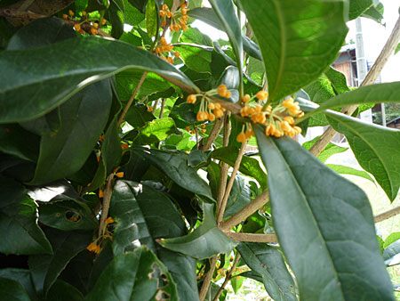 ���̓����E�E�E�H�Ղ�߂�