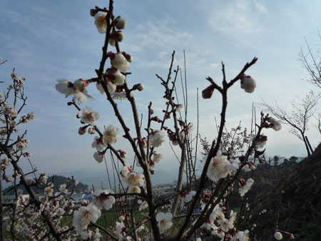 ���t�E���ʂ��