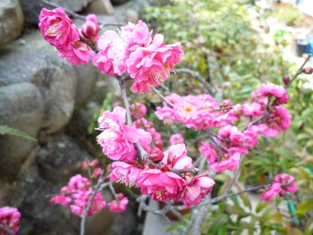 ���N���@�ǂ���