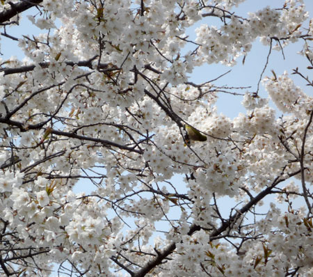 �~�ɃE�O�C�X�@���Ƀ��W���H