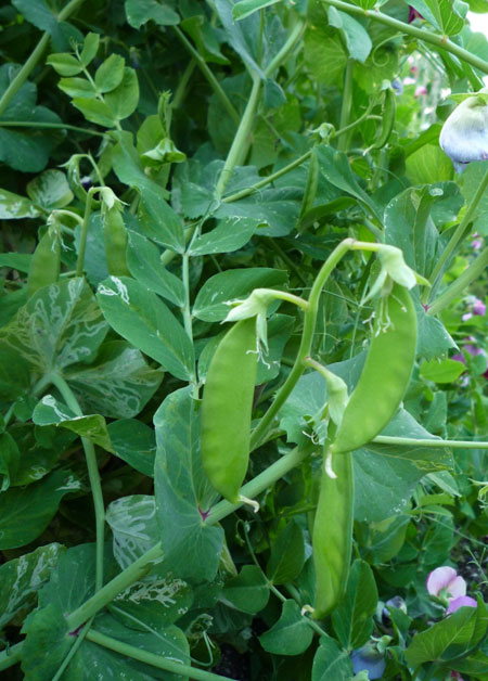 �ǂ��G�߂ɁE�E�E���������������E�E�E