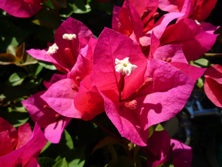 �u�[�Q���r���A���Ă̏I���H