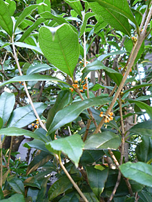 ���ފ݂���H�Ղ��