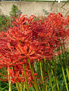 ���ފ݂���H�Ղ��