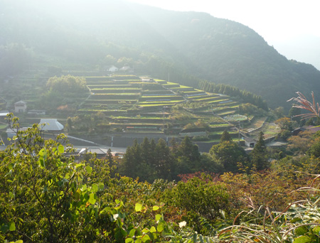 �R���͑������ӏH