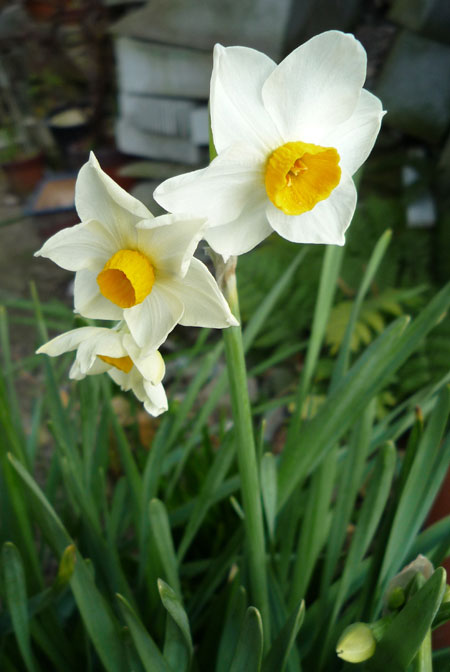 ����͓~�H�t�H