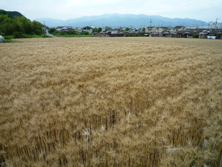 �~�J�ɓ���@�����Ԃ������@����