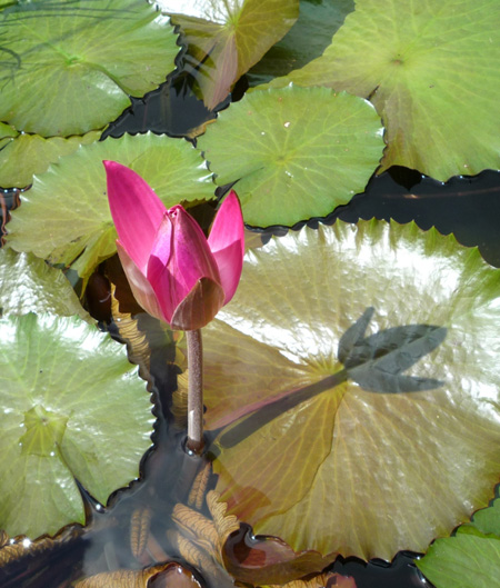 ���ފ݌��ł�