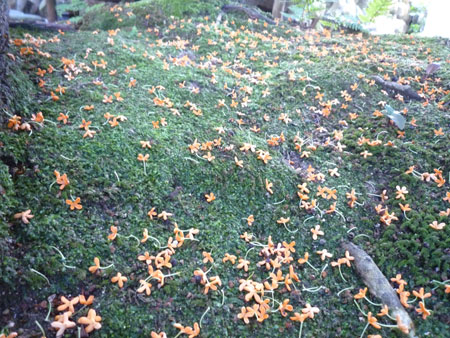 ���؍ҁ@�U�����