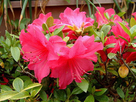 �����E�E�E���̉Ԃ̋G��