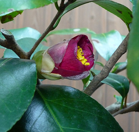 �ߕ����}���Ă̒x�炫