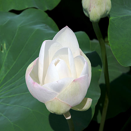 �G�߂͐��ā@���~��