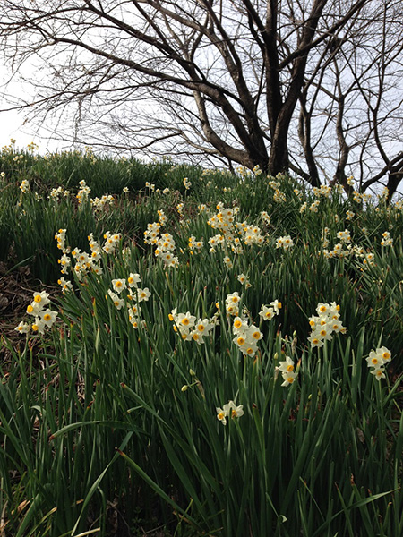 �܂�����@�t�͉���