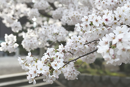 ���N���ǂ��G�߁@�t�S�J