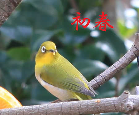 初春のお慶びを申し上げます