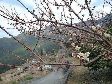 山里待ち遠しい春