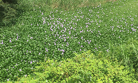 夏来たり　布袋葵一斉に