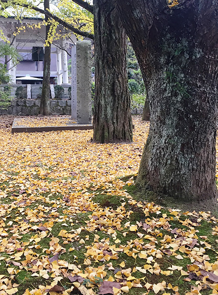 おち葉敷き師走遍路の影も減り