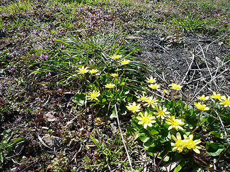 すっかりと春？