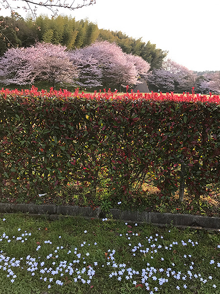 桜咲く