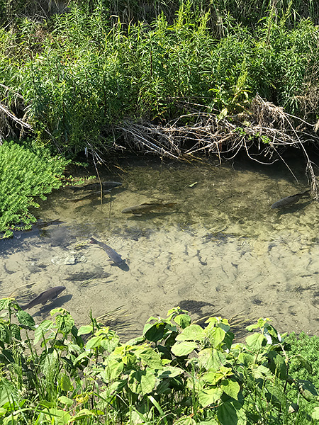 もう初夏なのか？