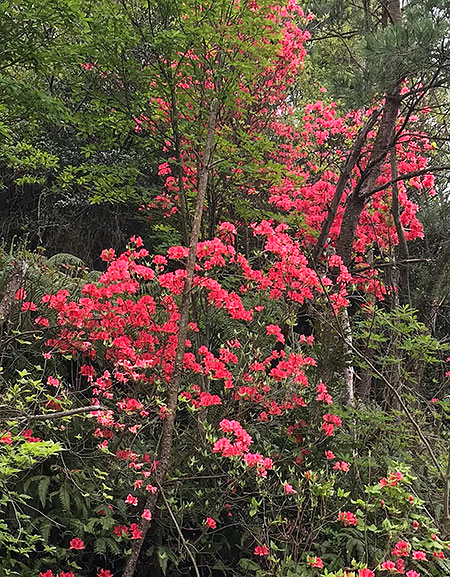 山もピンクから赤に