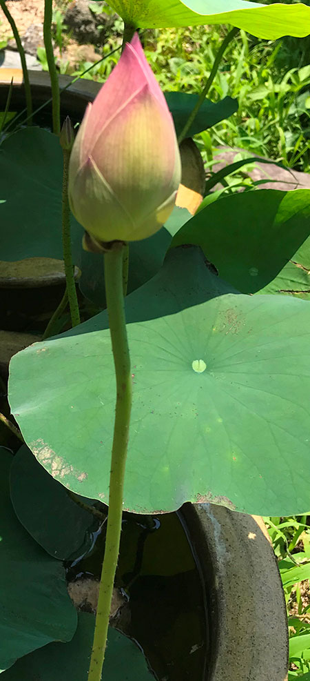 暑中お見舞い申し上げます