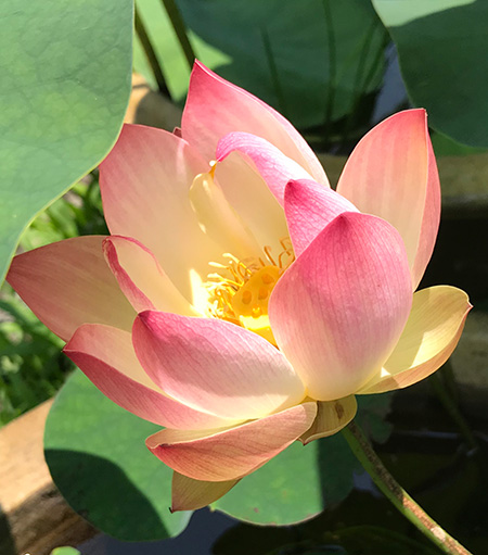 新盆月か・・・