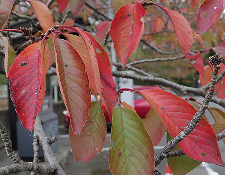 もう桜は晩秋