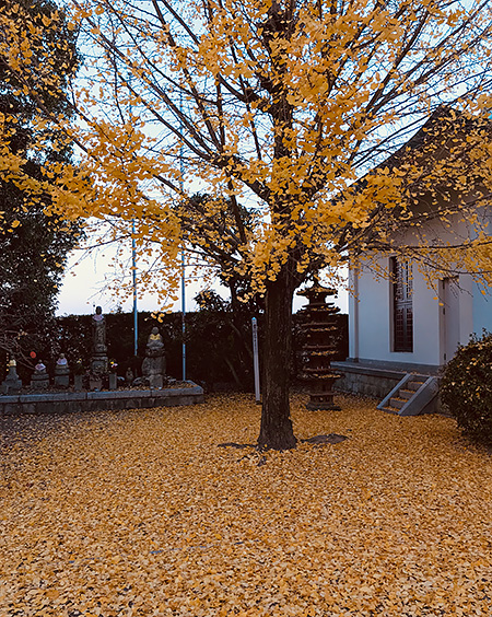 もうすぐ最後の一葉？