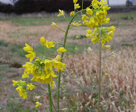 咲いてもまだ来ない春