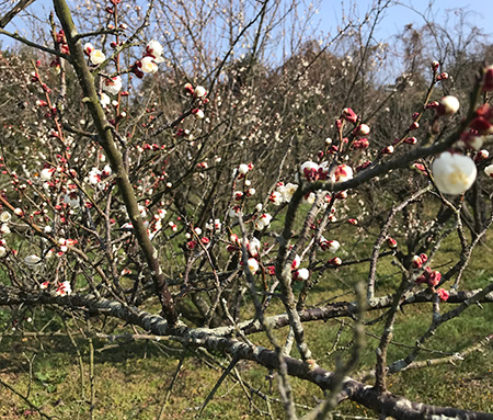 春が来る？のか・・・