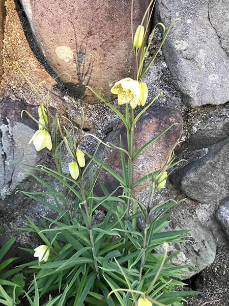 今年も顔出しました