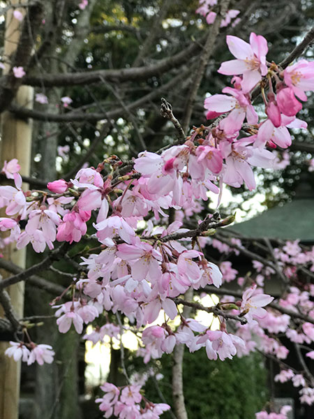 咲いてはいますが