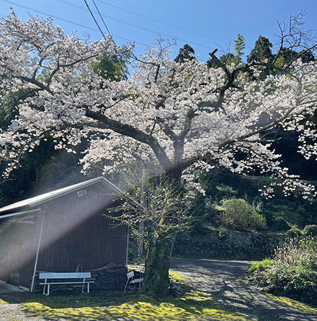 廃校跡老桜