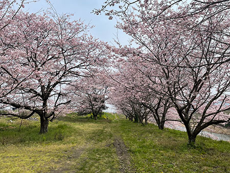 良き陽　良き花　良き散歩