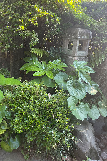 新緑　もう直ぐ剪定
